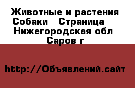 Животные и растения Собаки - Страница 9 . Нижегородская обл.,Саров г.